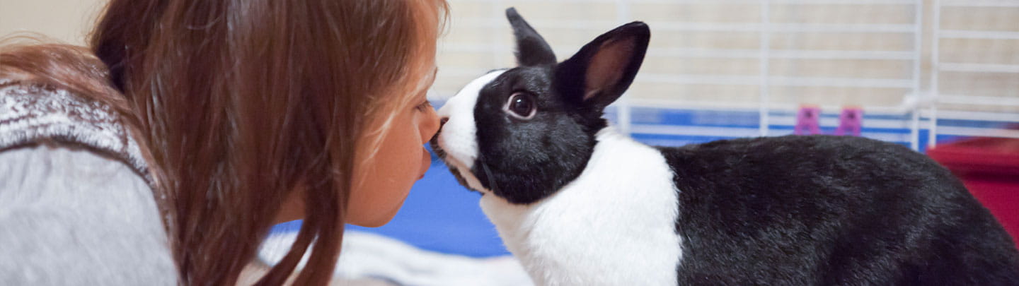 white lake animal hospital