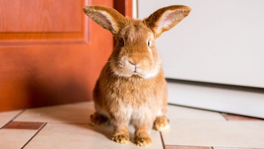 white lake animal hospital