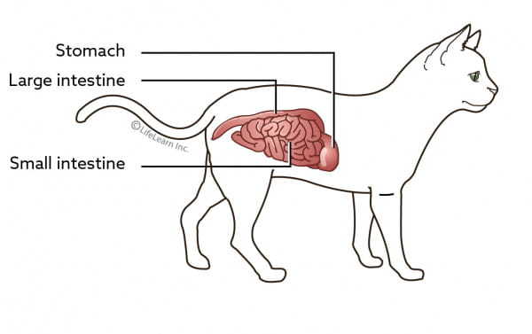 inflammatory bowel disease cats diet