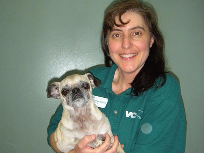 Yuba City Vets At Vca Yuba Sutter Animal Hospital